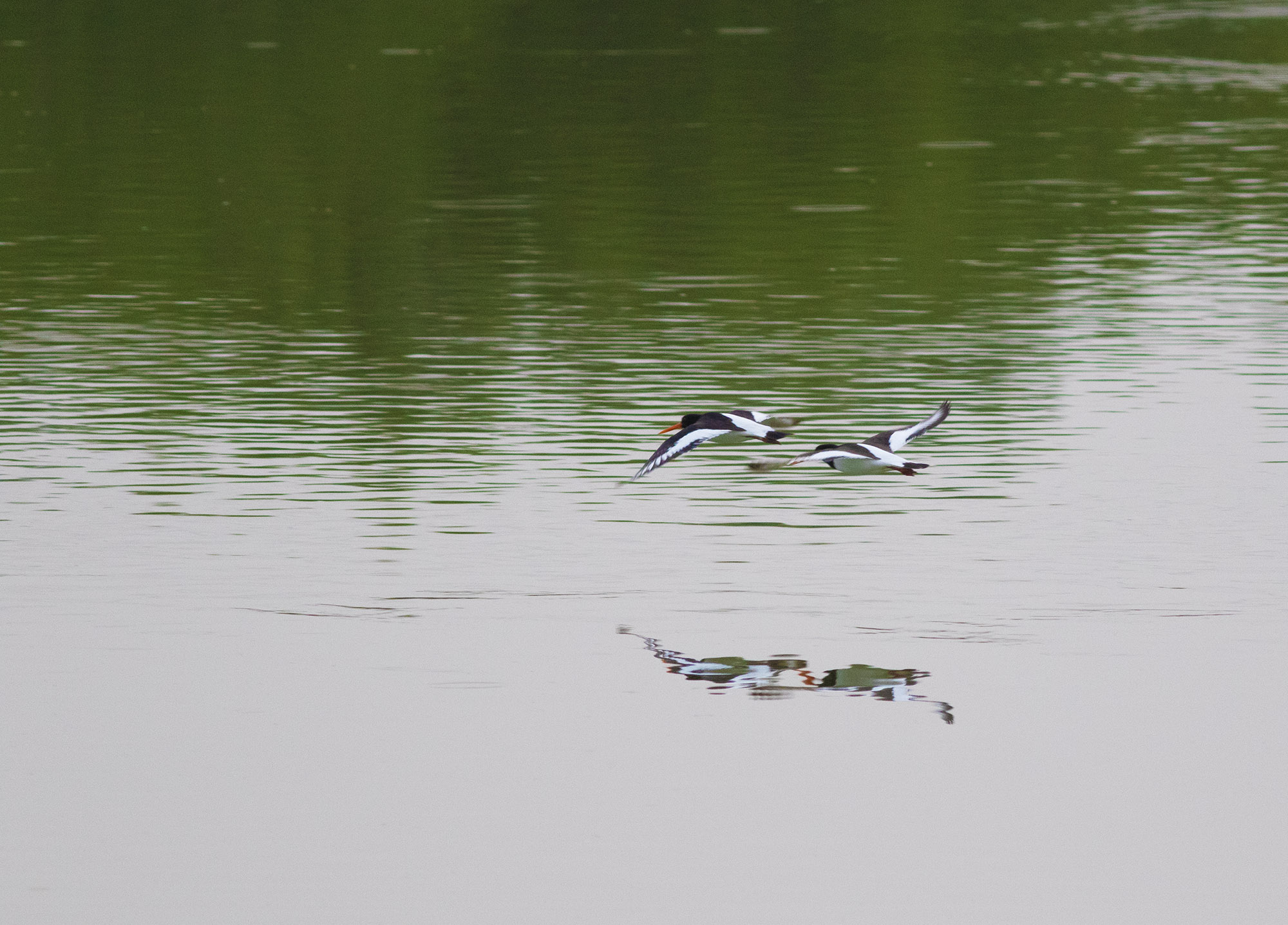 Eurasian Oystercatcher